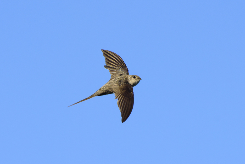 Fork-tailed Palm Swift (Tachornis squamata) photo