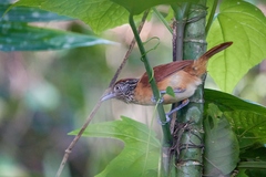 Thamnophilus doliatus image