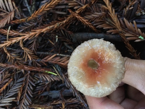 Rosy Slime Spike