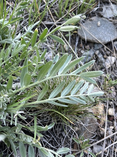 White Point-vetch