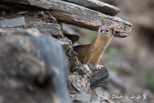 Mountain Weasel