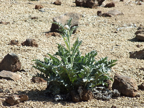Rhaponticum cynaroides · iNaturalist