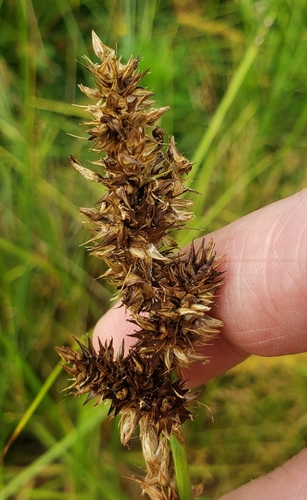 Oklahoma sedge (Carex oklahomensis)