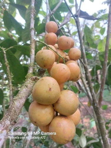 Yellow mahogany (Lansium parasiticum)