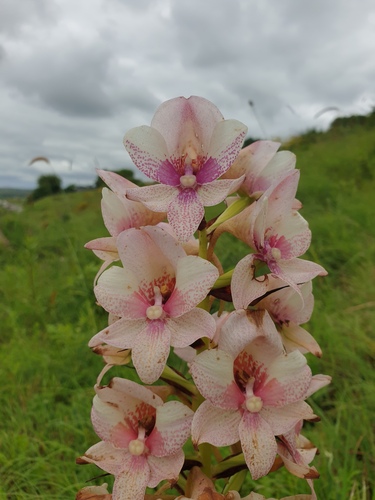 Long Pink Disa