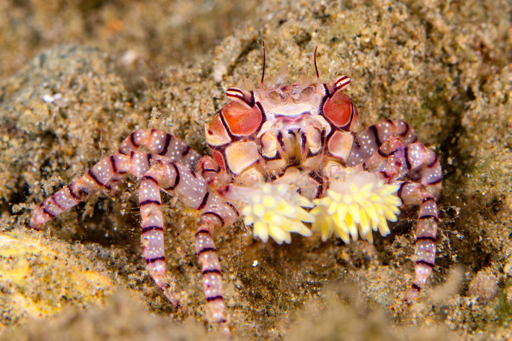 Boxer Crab Lybia Tessellata Inaturalist