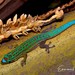Bluetail Day Gecko - Photo (c) Emmanuel Van Heygen, all rights reserved, uploaded by Emmanuel Van Heygen