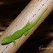 Madagascar Giant Day Gecko - Photo (c) Emmanuel Van Heygen, all rights reserved, uploaded by Emmanuel Van Heygen