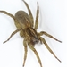 Rustic Wolf Spider - Photo (c) Lutautami, all rights reserved, uploaded by Lutautami