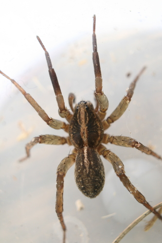 Rustic Wolf Spider