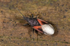 Lime Seed Bug - Photo (c) Bernard Marconot, all rights reserved, uploaded by Bernard Marconot