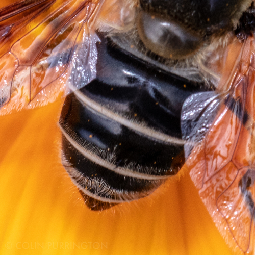 Yellow-shouldered Drone Fly