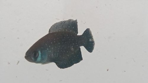 Brazilian Pearlfish (Austrolebias paranaensis) · iNaturalist United Kingdom