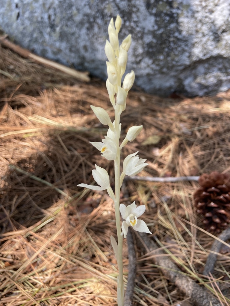 Phantom Orchid from Emerald Bay State Park, South Lake Tahoe, CA, US on