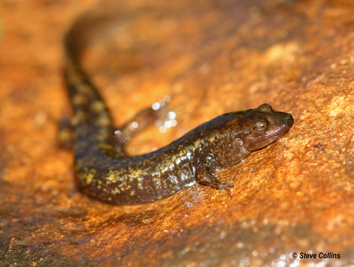 Northern Shovel-nosed Salamander