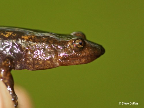 Northern Shovel-nosed Salamander