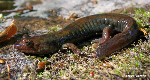 Kanawha Blackbelly Salamander