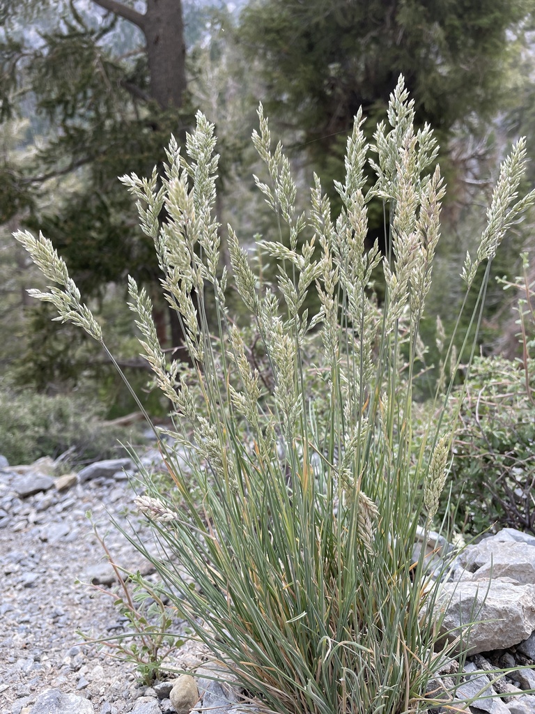 Muttongrass from Humboldt-Toiyabe National Forest, Las Vegas, NV, US on ...