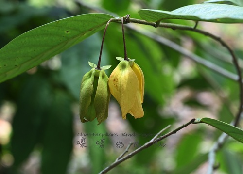 Desmos pedunculosus