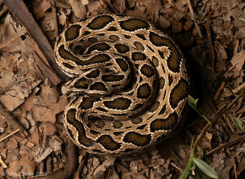 Siamese Russell's Viper (Daboia siamensis)
