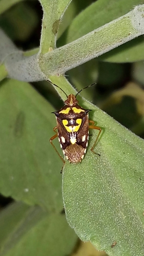 Percevejo-da-panícula