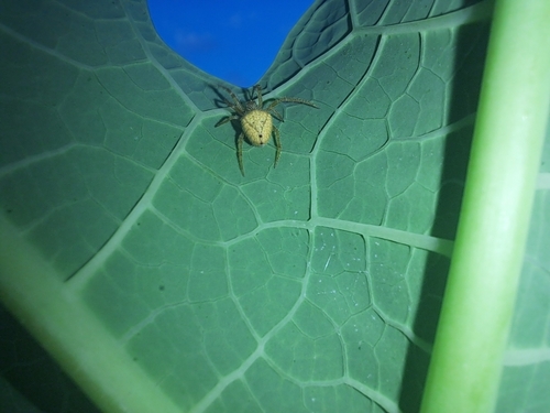 Eriophora edax