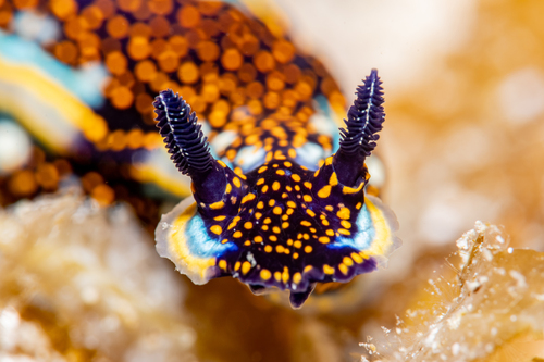 Agassiz's Chromodorid