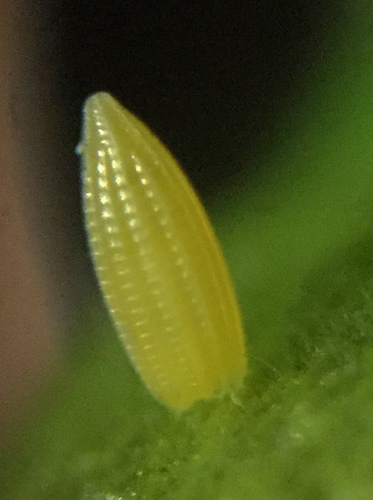 Orange-barred Sulphur