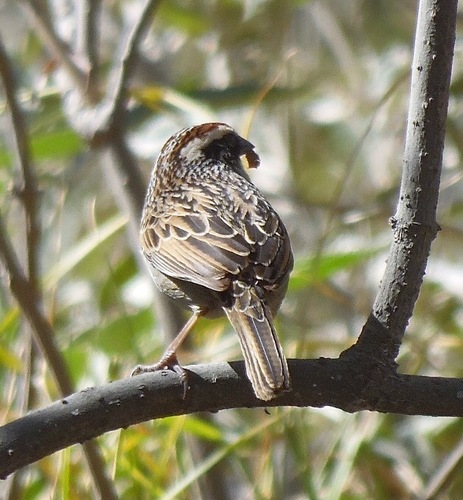 Striped Sparrow