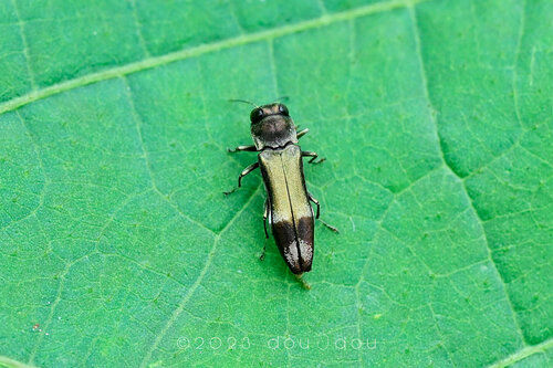 Agrilus euonymi