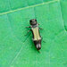 Agrilus euonymi - Photo (c) 豆豆, all rights reserved, uploaded by 豆豆