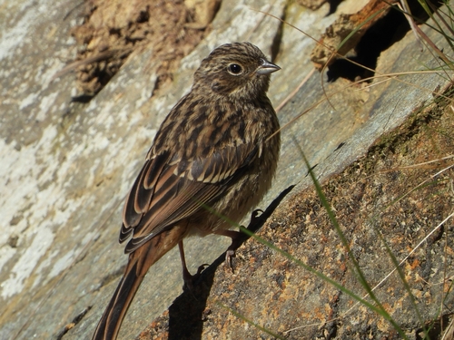 Rock Bunting