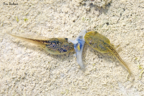 Rana temporaria