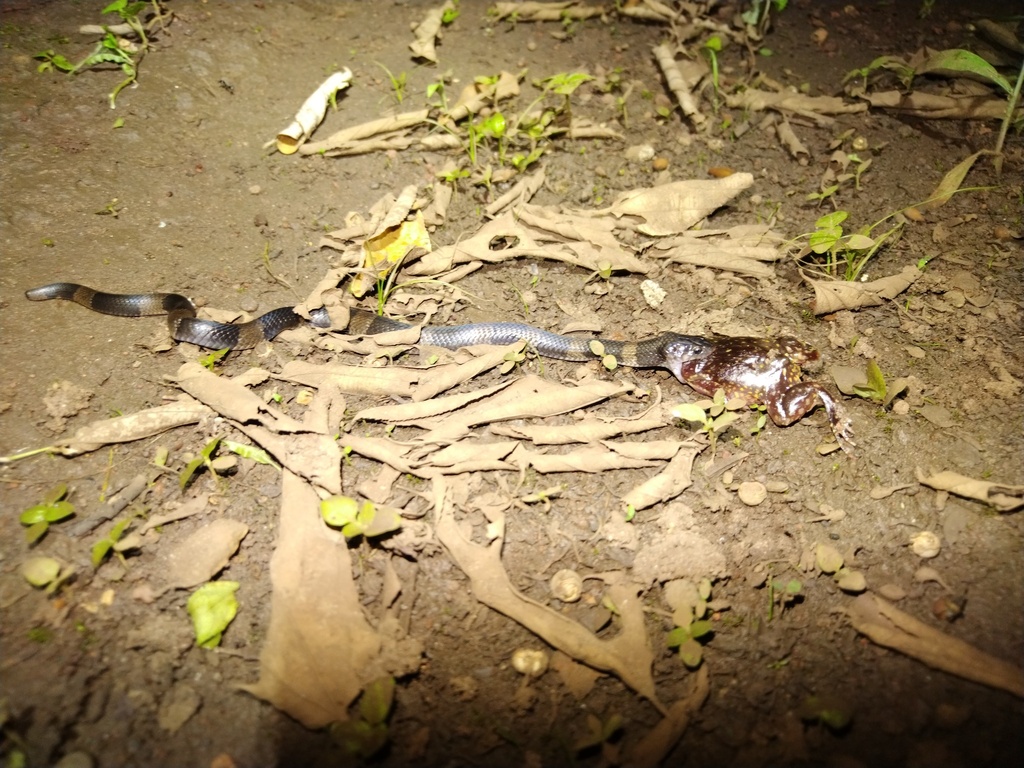 Werner's Garter Snake from Dungu, Congo-Kinshasa on June 20, 2023 at 06 ...