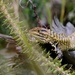 Peracca's Whorltail Iguana - Photo (c) juanfcordero, all rights reserved