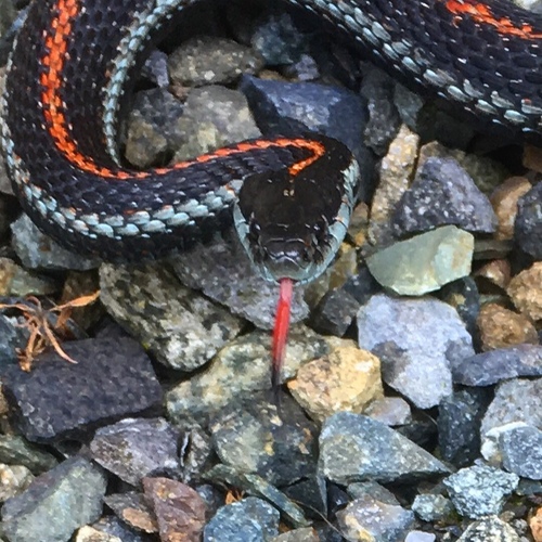 Northwestern Garter Snake