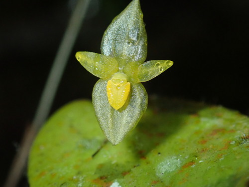Pleurothallis prolaticollaris image