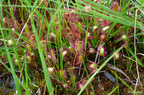 Drosera anglica