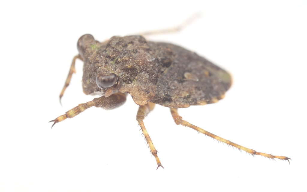 Big-eyed Toad Bug from Lake Houston, Houston, TX, USA on June 30, 2023 ...