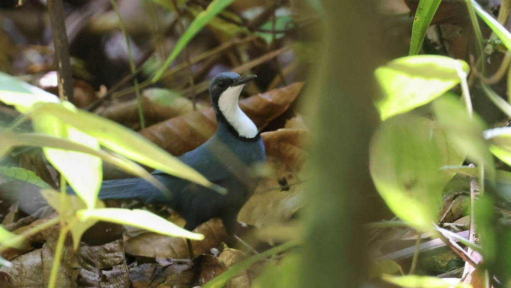 Blue Jewel-babbler photo