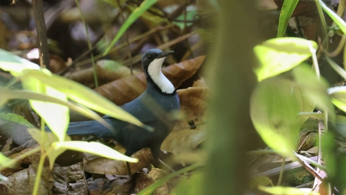 Blue Jewel-babbler