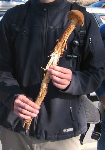 Sandy Stilt-puffball