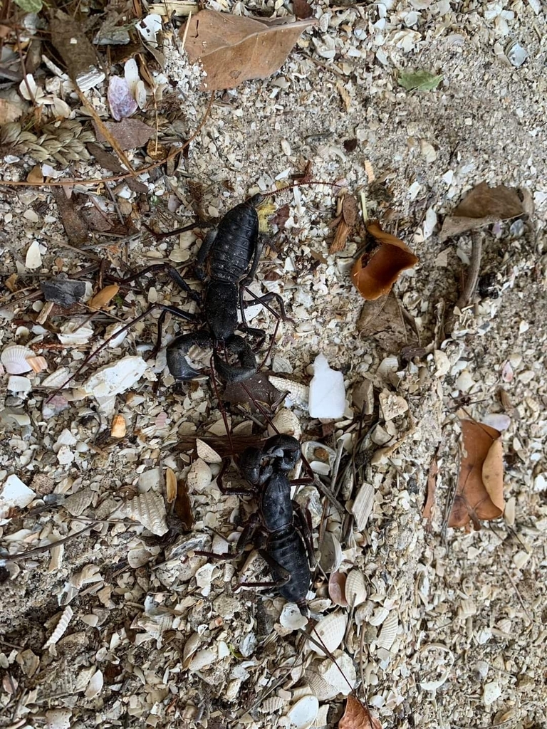 Florida vinegaroon from Captiva Island on July 3, 2023 by Florida Boar