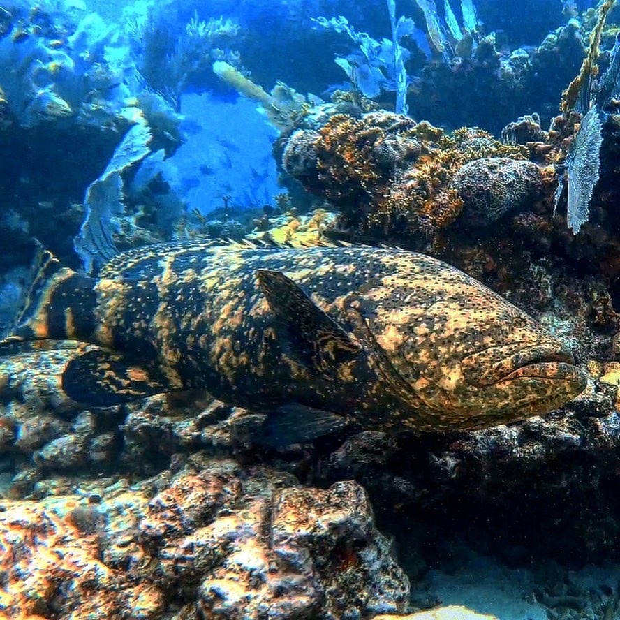 Goliath grouper