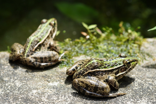 Black-spotted Frog