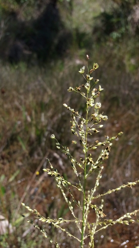 Otachyrium versicolor