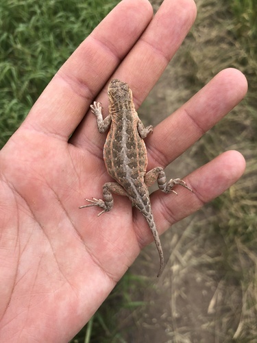 Western Earless Lizard