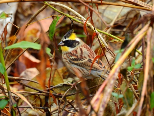 Yellow-throated Bunting