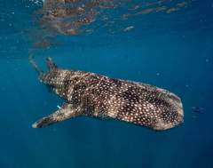 Whale Shark