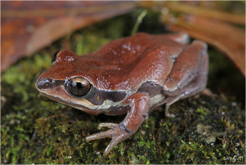 Ornate Chorus Frog